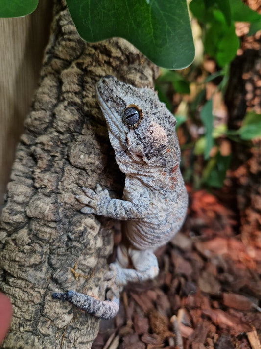 CB Gargoyle Geckos Adult Female.