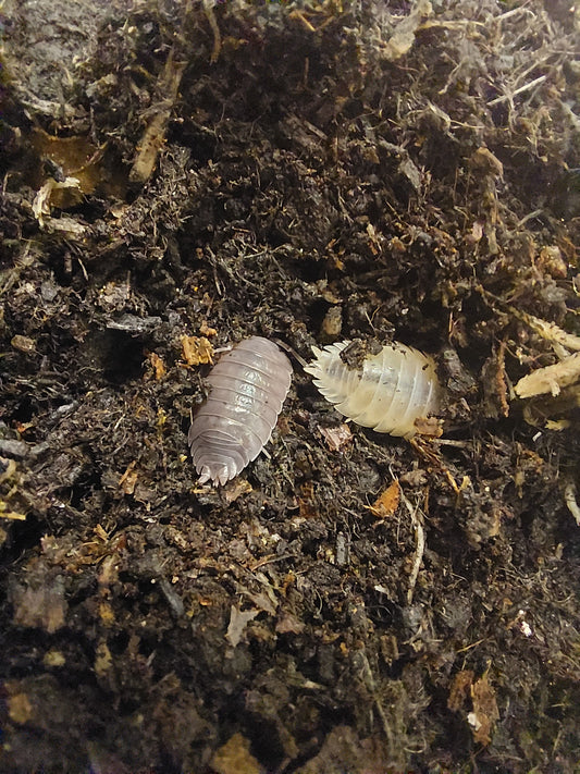 Porcellio Leavis Mix x10