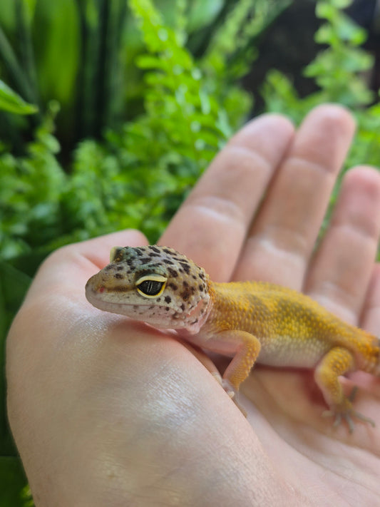 Jungle Designer Leopard Gecko