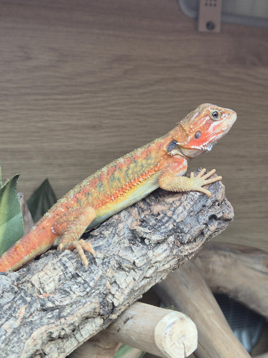 CB Bearded Dragon (Pogona Vitticeps)