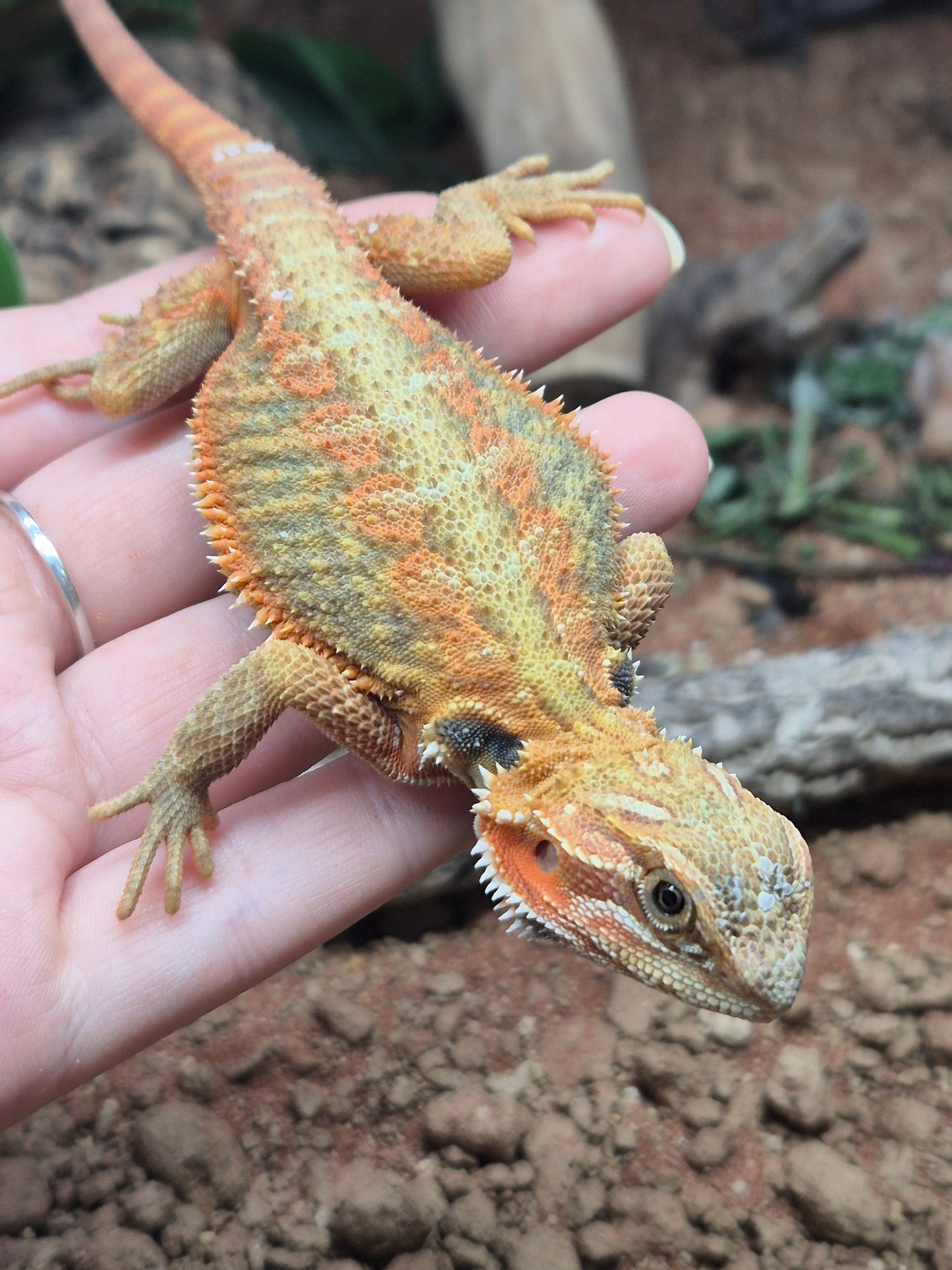 CB Bearded Dragon (Pogona Vitticeps)