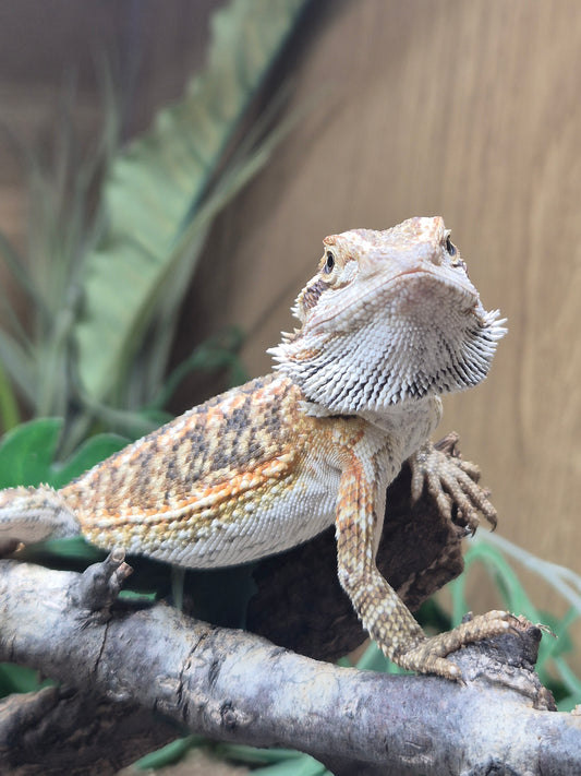 CB Bearded Dragon (Pogona Vitticeps)