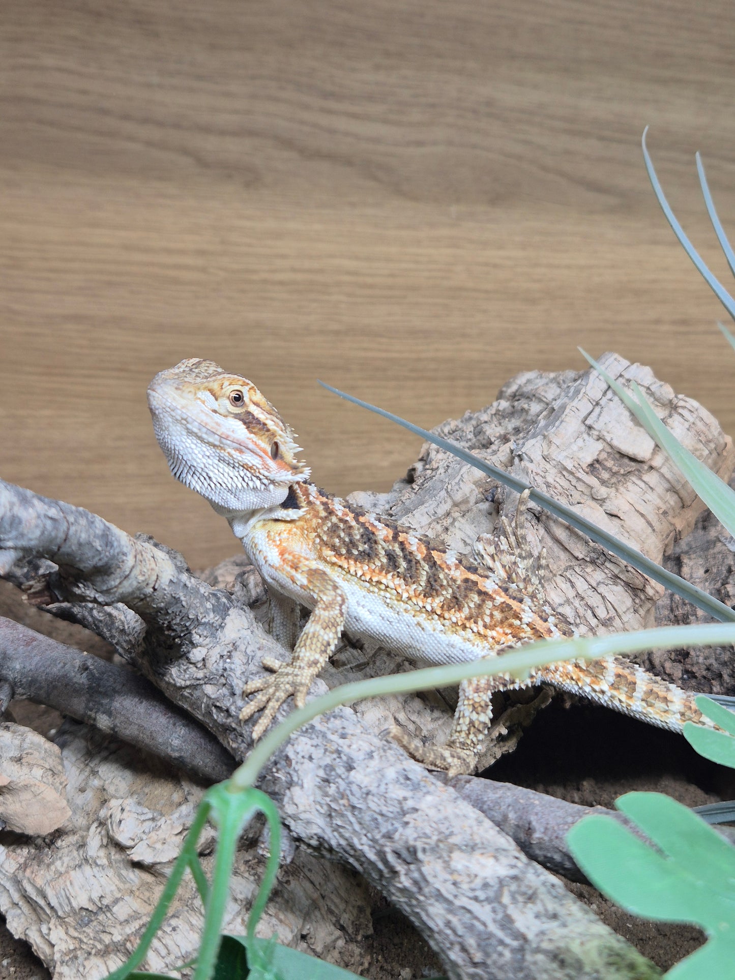 CB Bearded Dragon (Pogona Vitticeps)