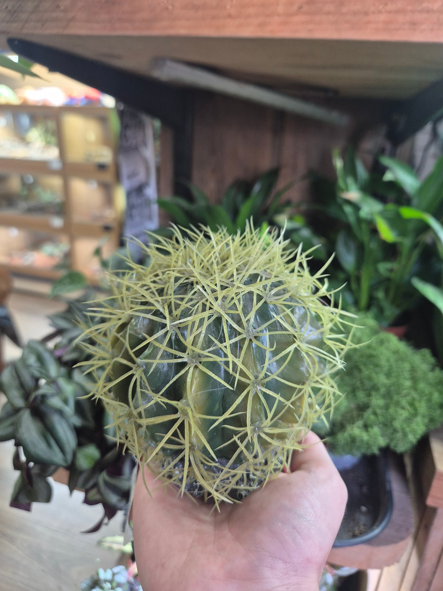 Rep-Style Cactus with Rock Base 10x10x8cm