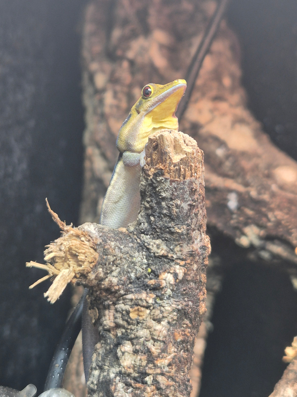 CB24 Neon Day Geckos (Breeding Pair) - Phelsuma klemmeri