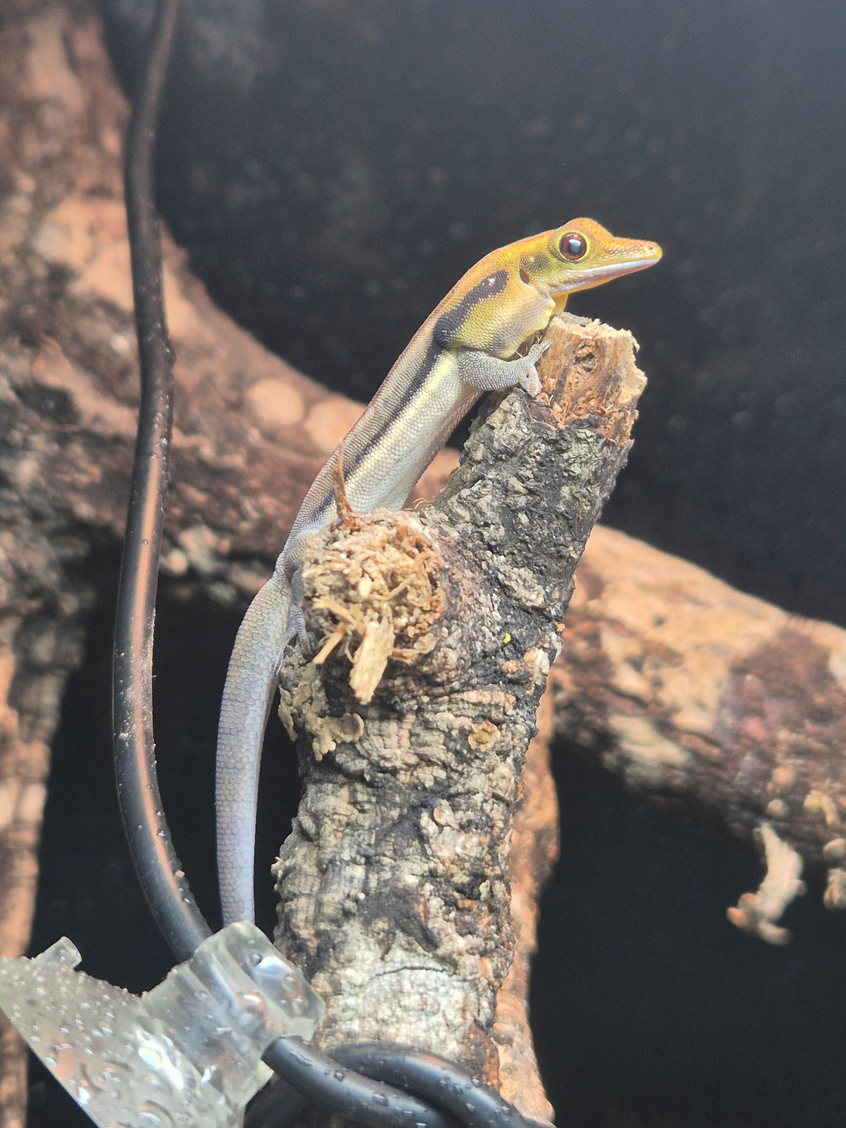 CB24 Neon Day Geckos (Breeding Pair) - Phelsuma klemmeri