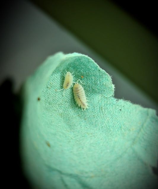 Porcellionides Pruinosus "White"