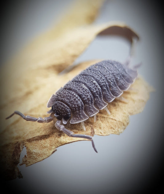 Porcellio Echinatus x 10