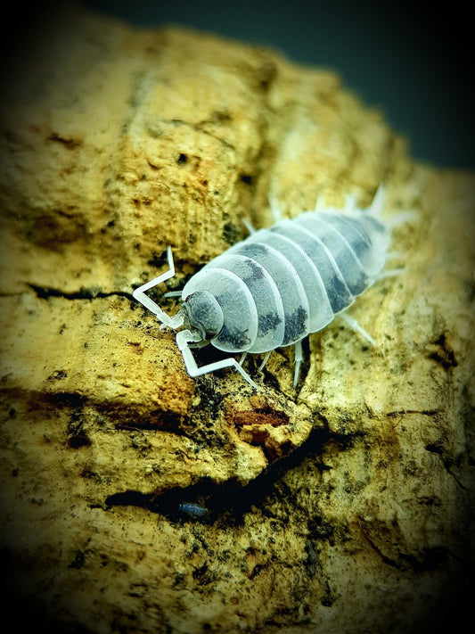 Porcellionides Pruinosus "Oreo Crumble"