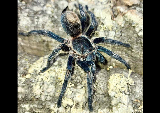 Thrixopelma cyaneolum (Blue) - Dark Sapphire Birdeater (1cm)