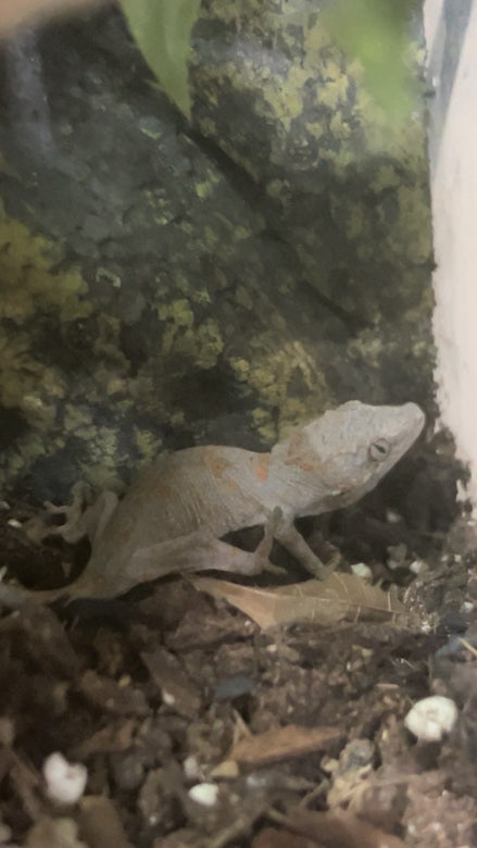 Orange Spot Gargoyle Gecko