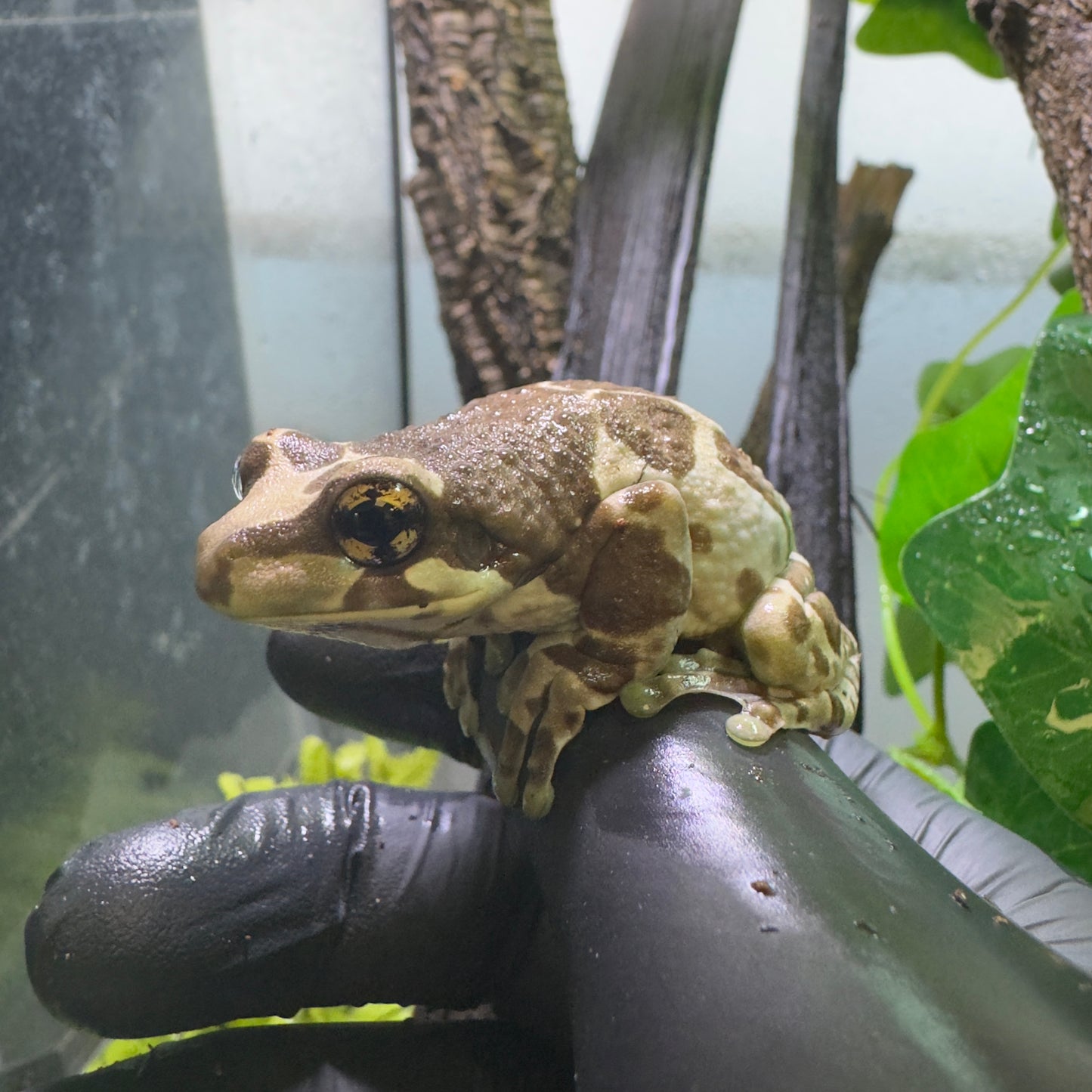 REHOMER Amazon milk frogs