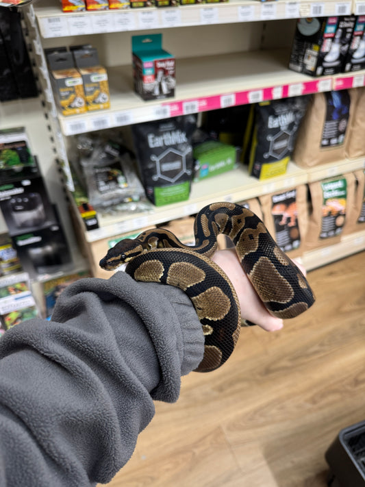 Sub Adult Royal Python