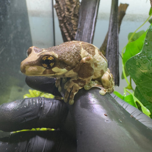 REHOMER Amazon milk frogs