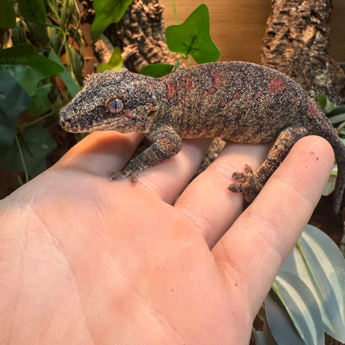 Gargoyle Geckos Adults