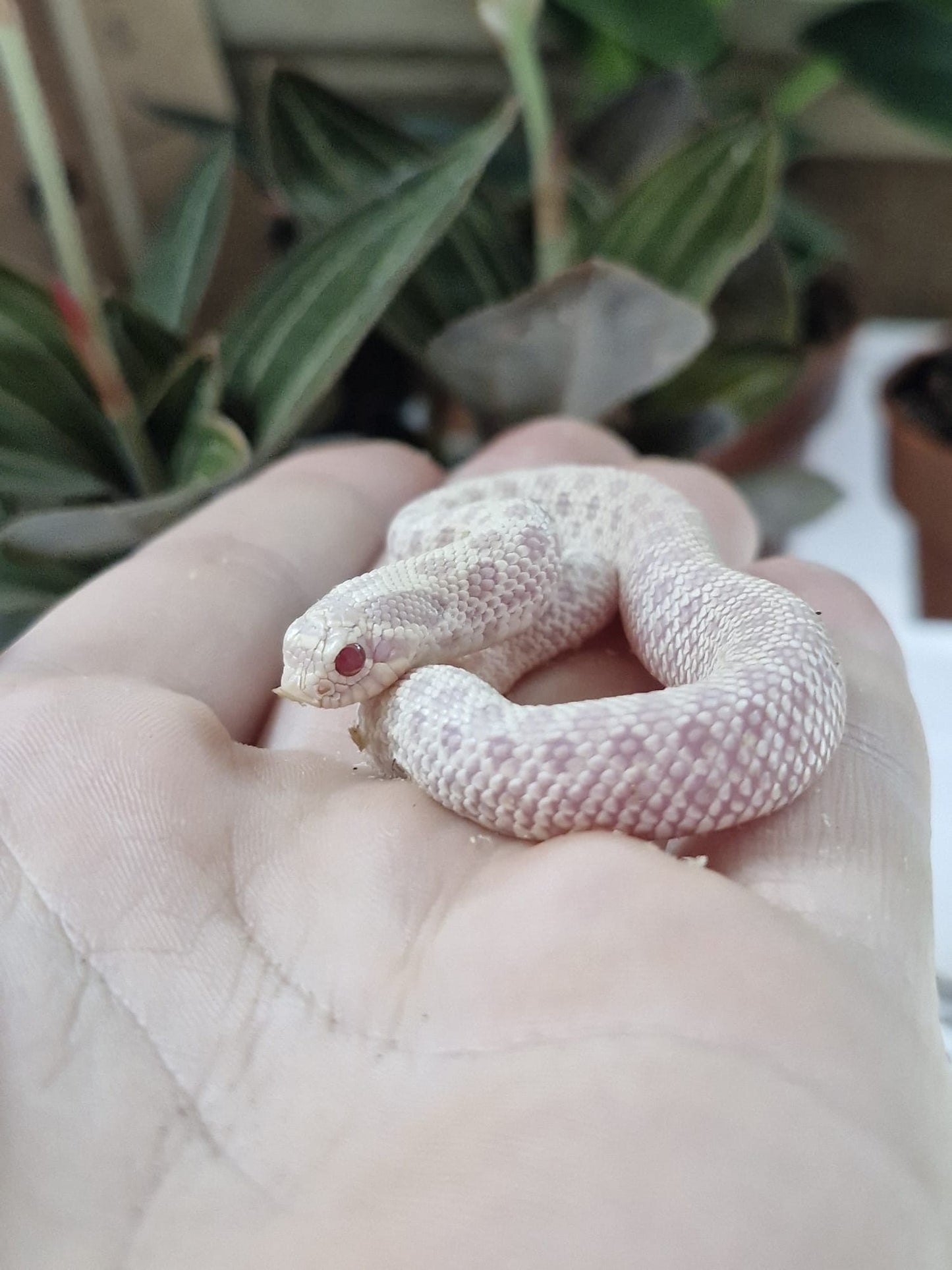 CB25 snow hognose