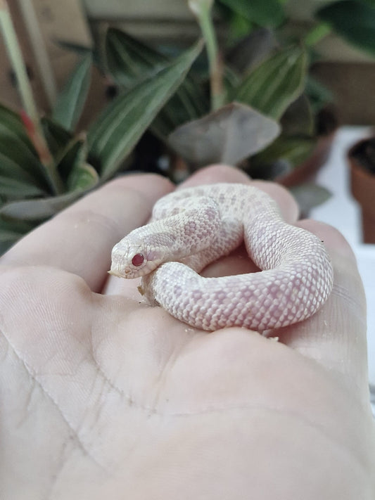 CB25 snow hognose