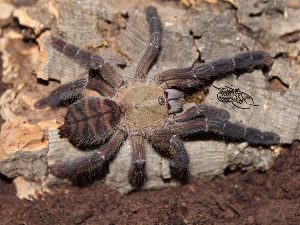 CB Ornithoctoninae sp "Mindanao South" - South Mindanao Earth Tiger (1cm)