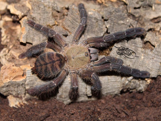 CB Ornithoctoninae sp "Mindanao South" - South Mindanao Earth Tiger (1cm)