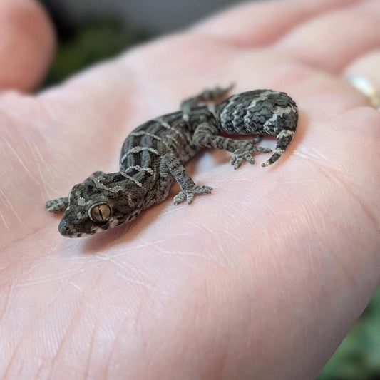 Carrot Tailed Viper Geckos