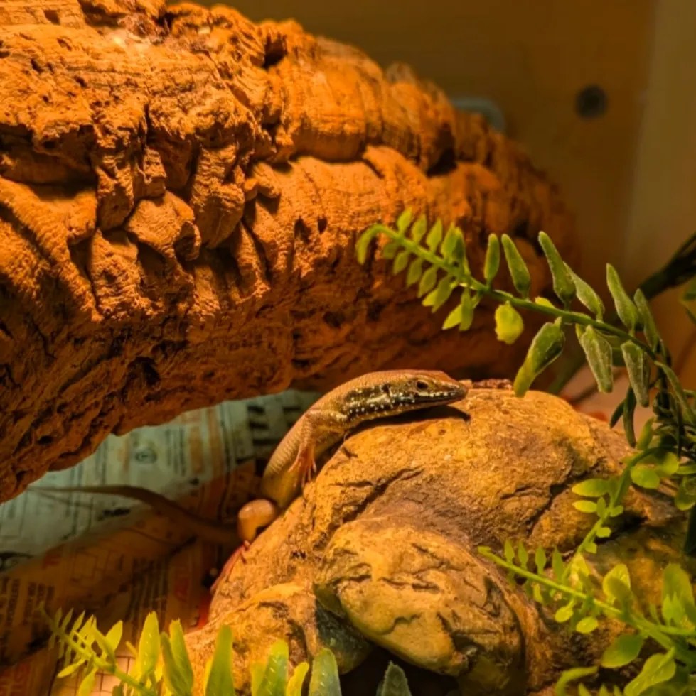 African Rainbow Skink Male- Trachylepis quinquetaeniata