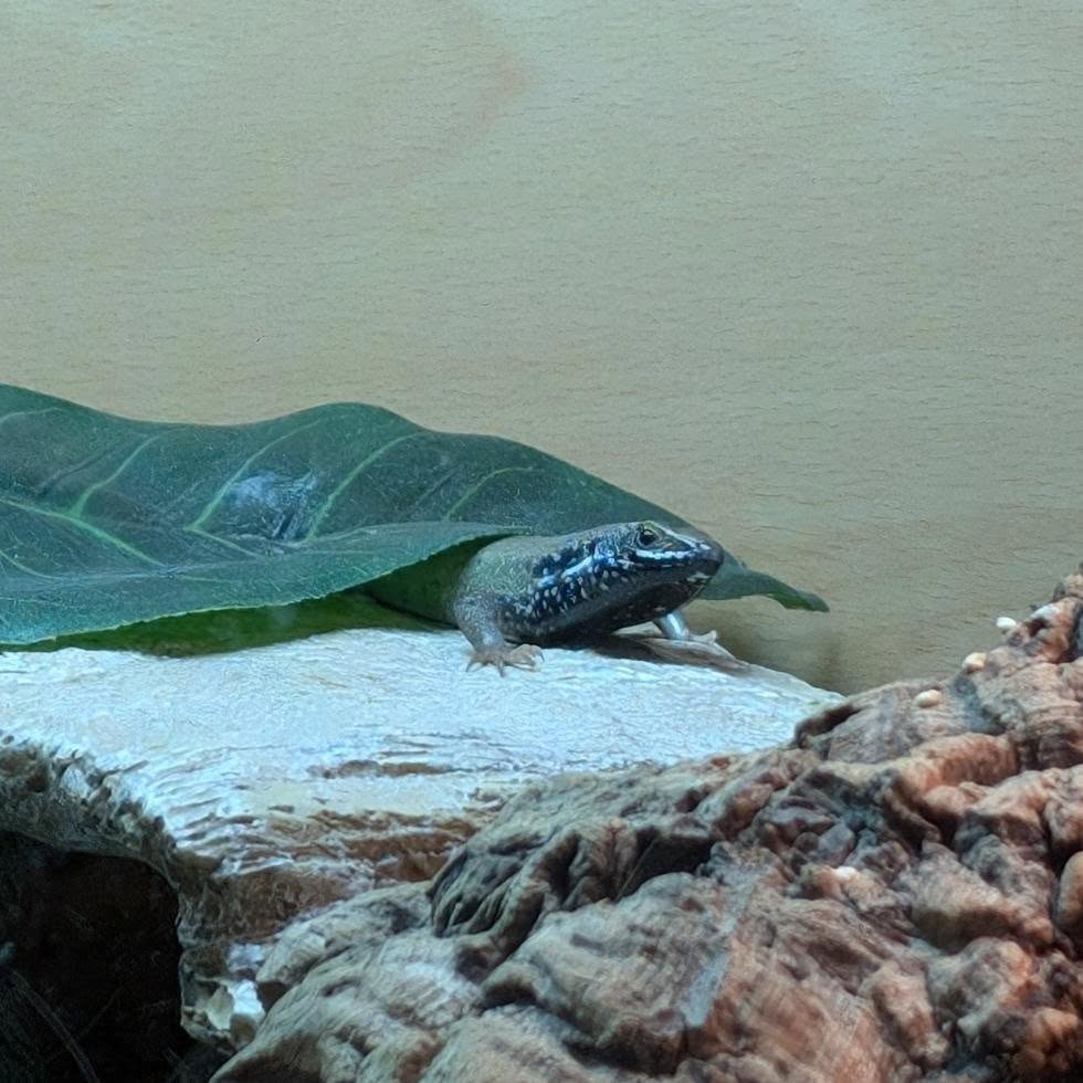 African Rainbow Skink Male- Trachylepis quinquetaeniata