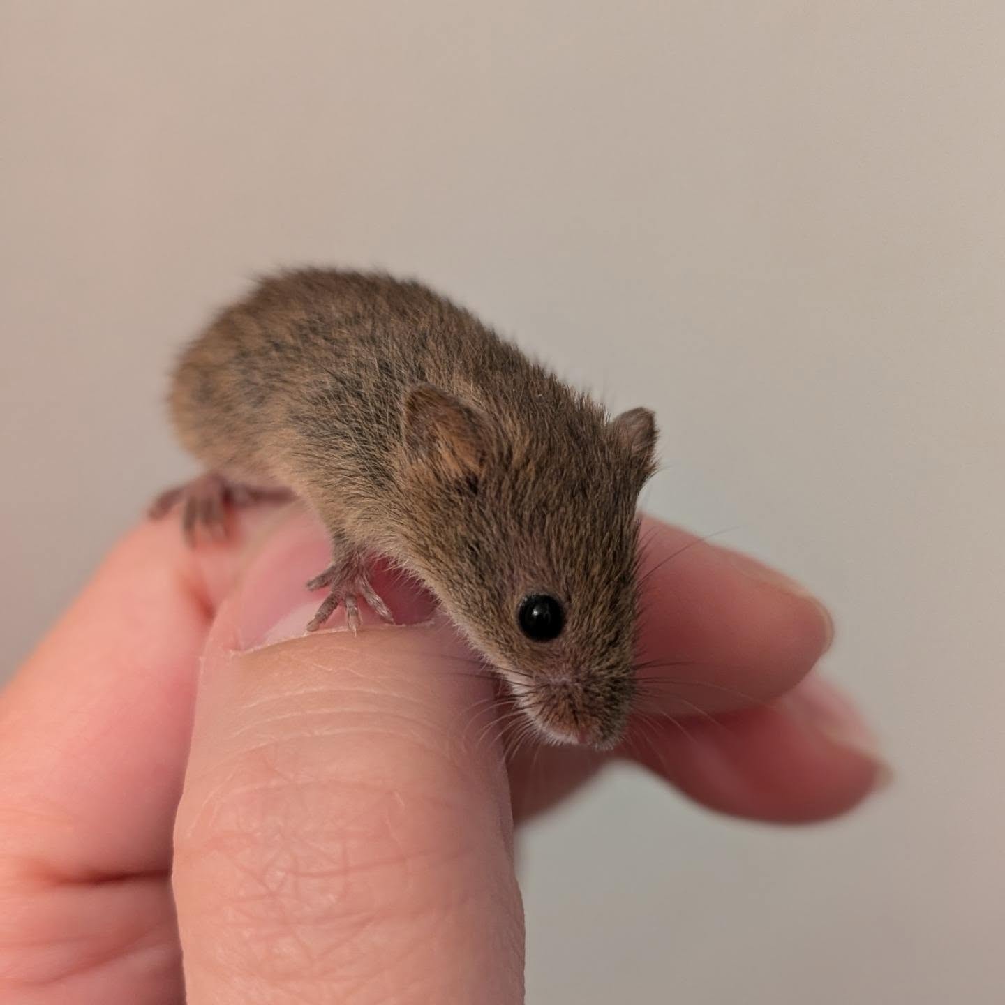 Eurasian Harvest Mice- Micromys minutus