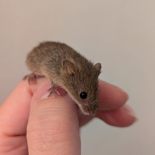 Eurasian Harvest Mice- Micromys minutus