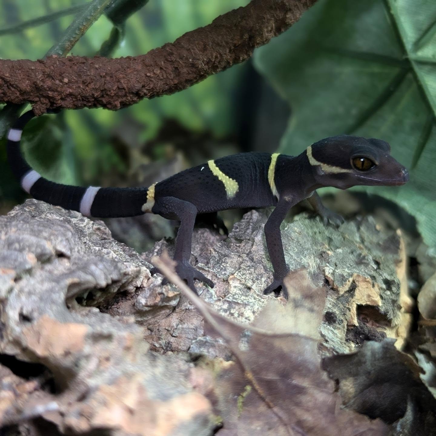 Hainan Cave Gecko- Goniurosaurus hainanensis