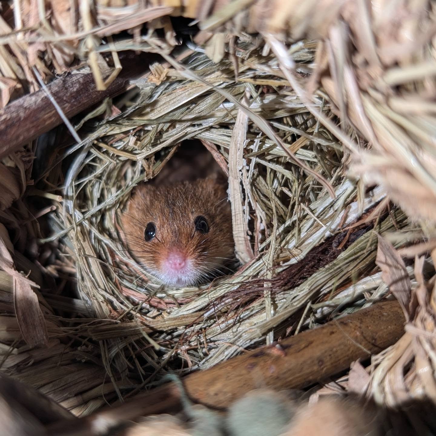 Eurasian Harvest Mice- Micromys minutus