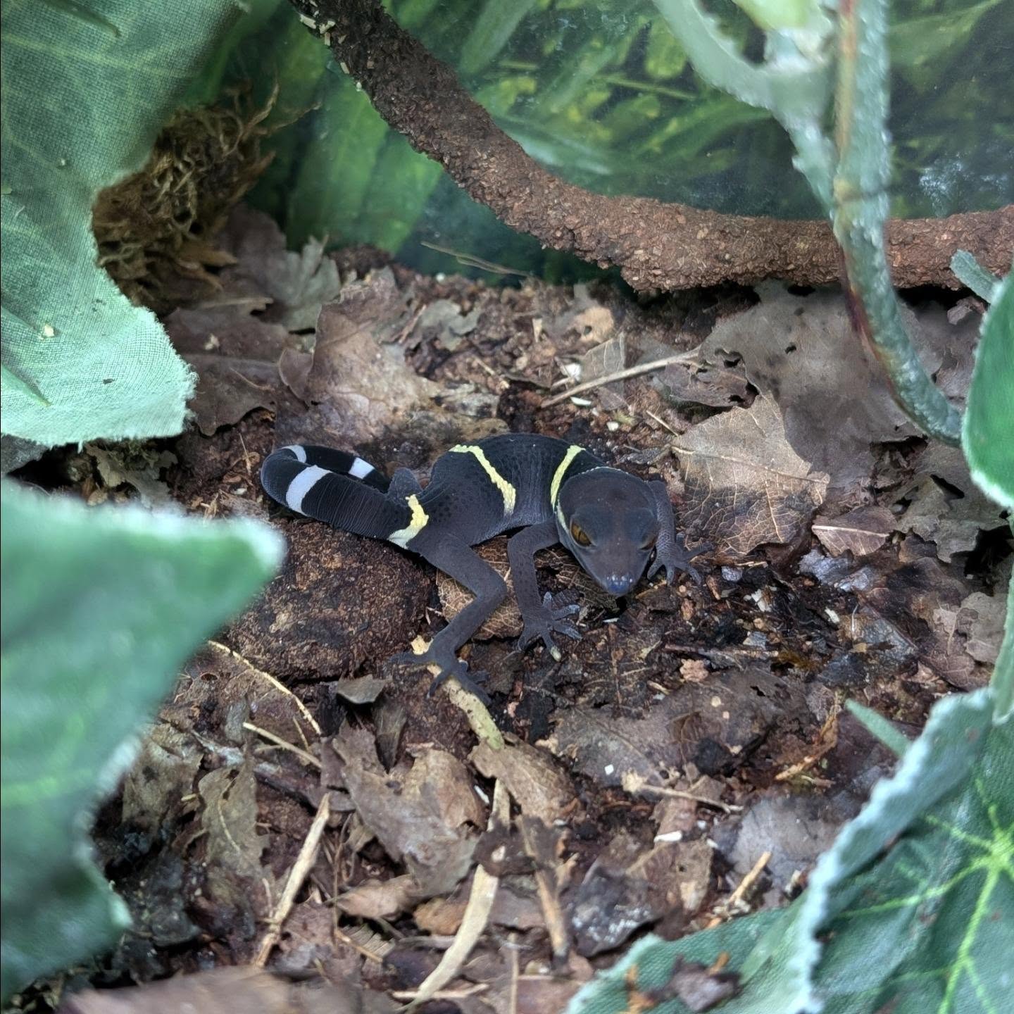 Hainan Cave Gecko- Goniurosaurus hainanensis