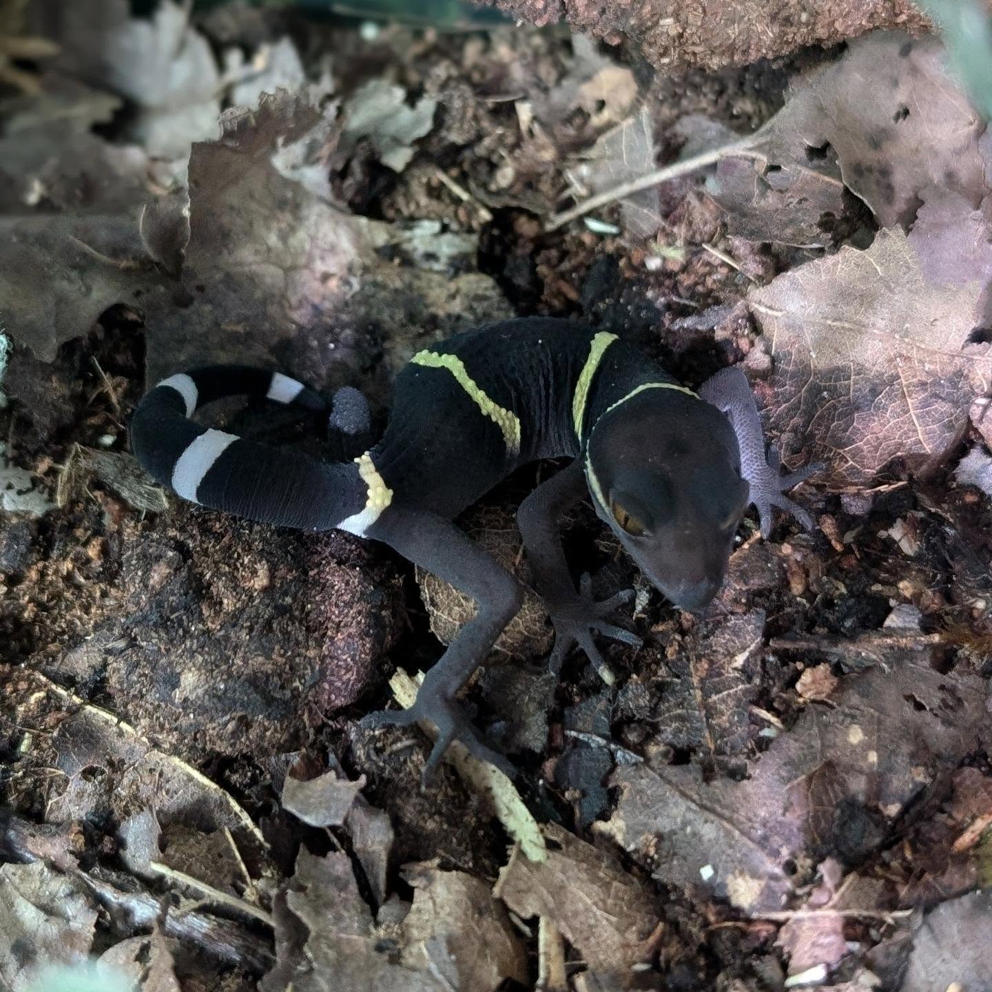 Hainan Cave Gecko- Goniurosaurus hainanensis
