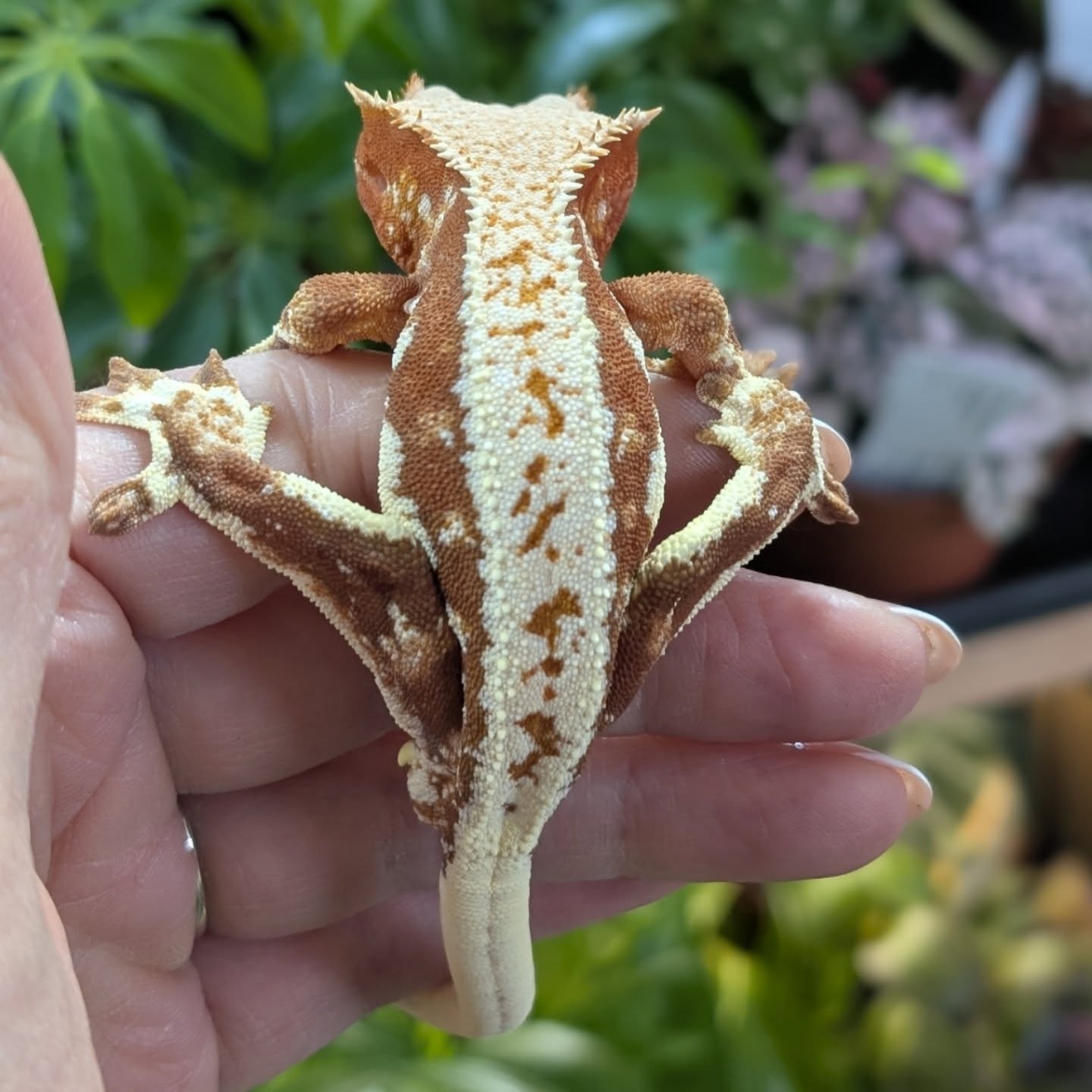 Red Lily White Crested Gecko Male