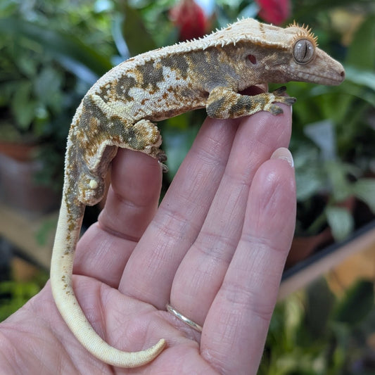 Tri-Colour Lily White Crested Gecko Male