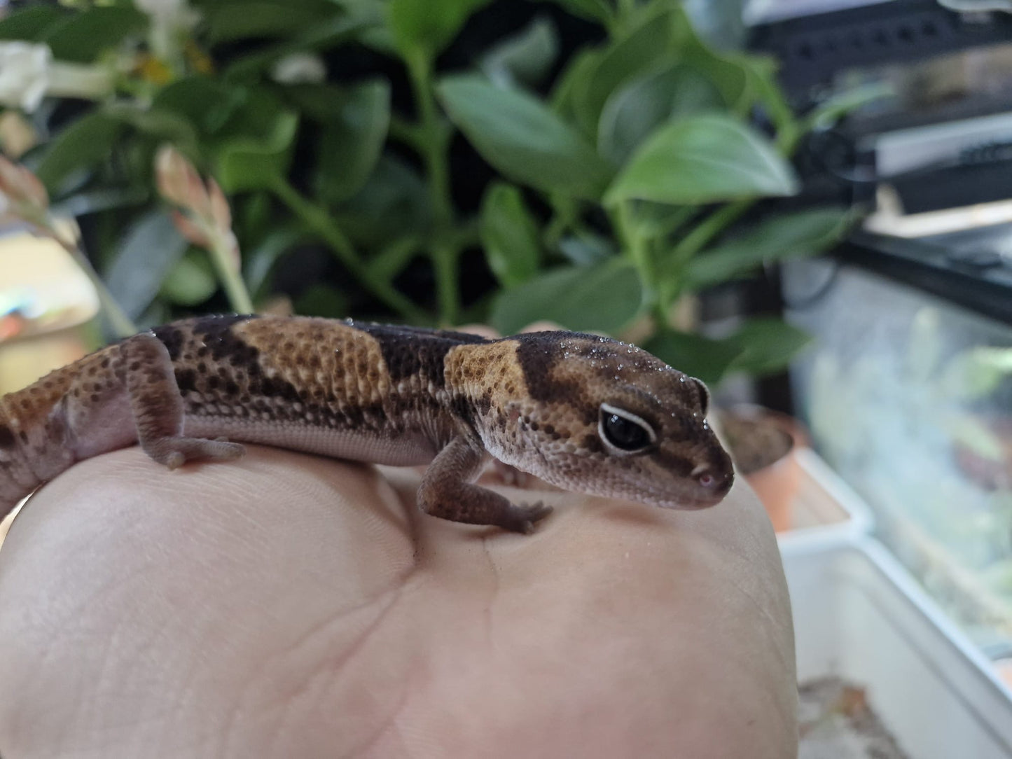 2024 Male Zulu African Fat Tailed Gecko