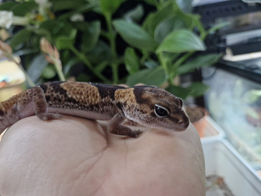 2024 Male Zulu African Fat Tailed Gecko