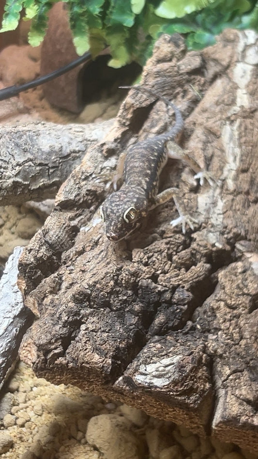 Dune Geckos