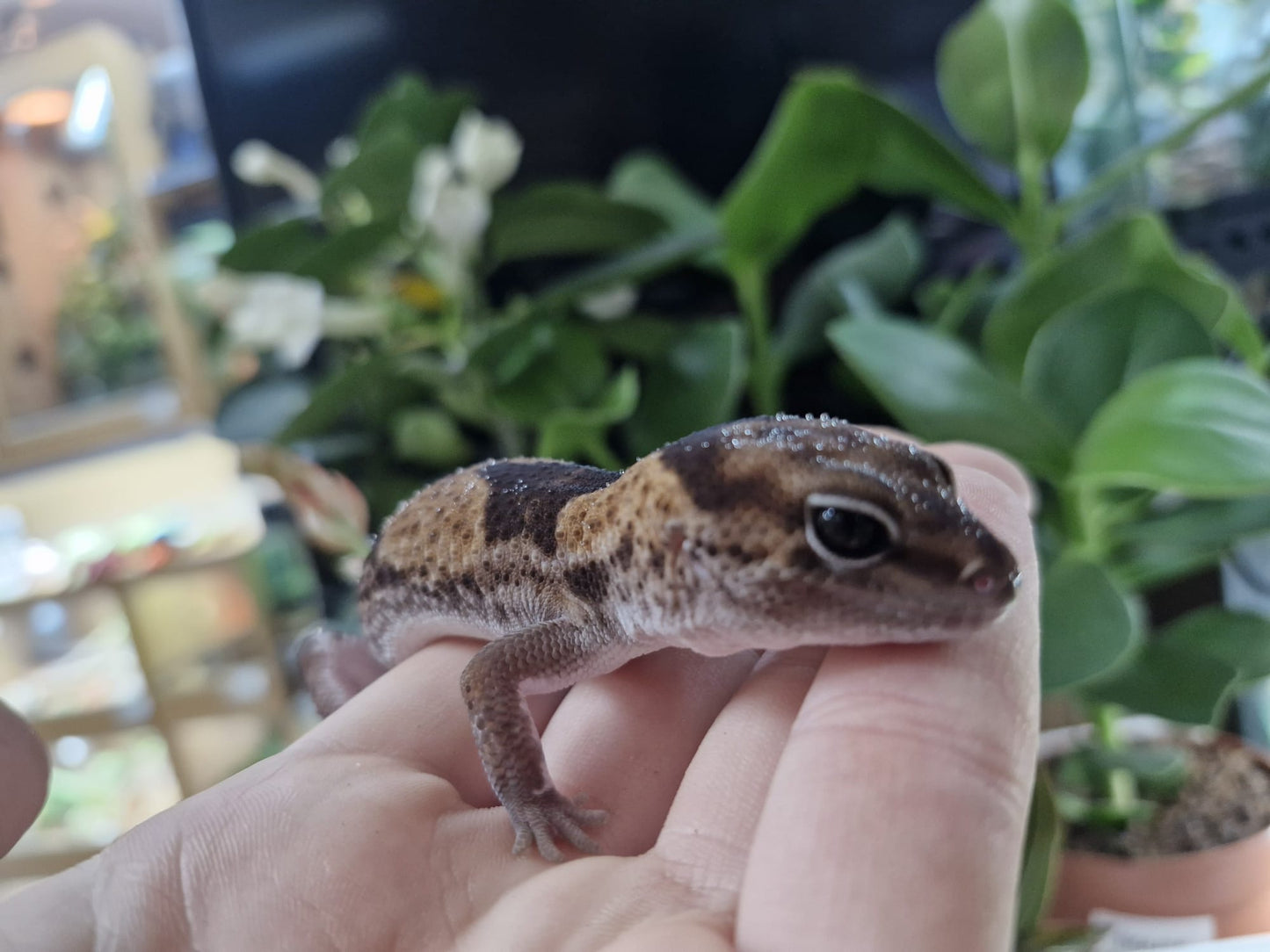 2024 Male Zulu African Fat Tailed Gecko
