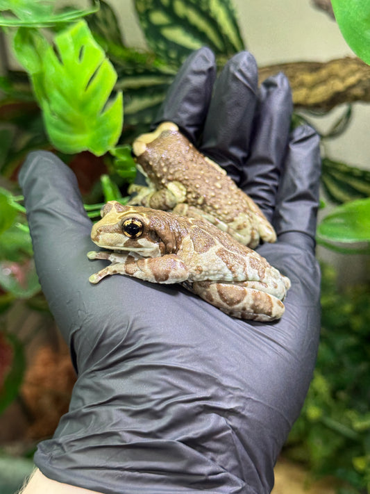 REHOMER Amazon Milk Frogs - Trachycephalus resinifictrix