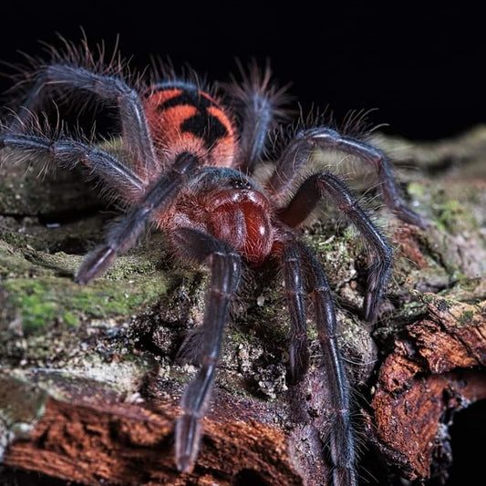 Pamphobeteus sp. “Magnanegra” - Ecuador Black Beauty (3cm)