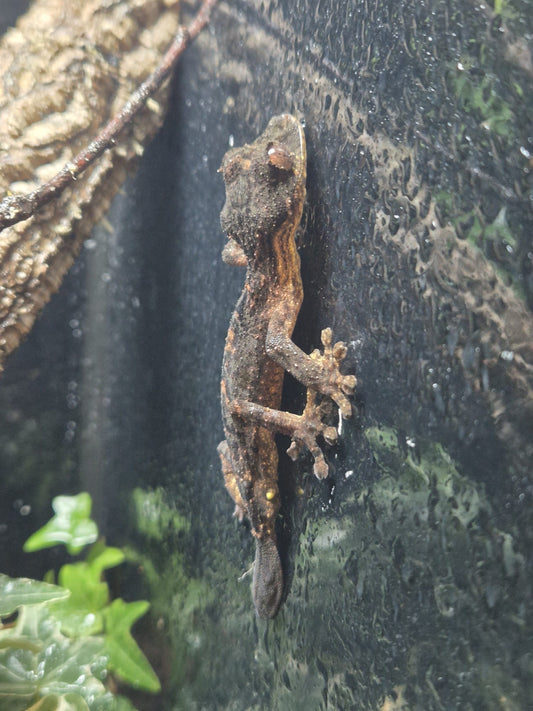 CB24 Northern Leaf Tailed Gecko - Male