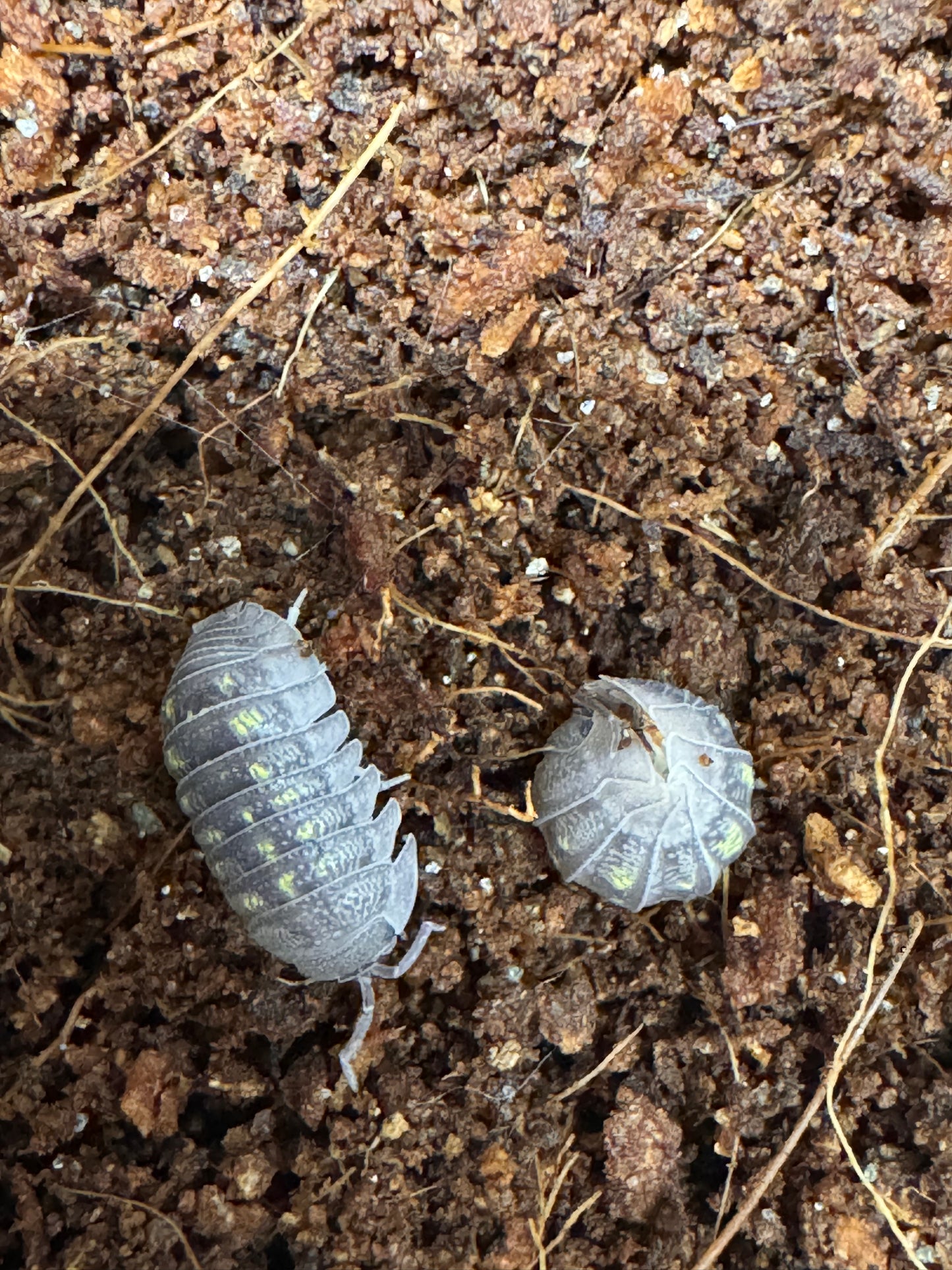 Granulated isopods x10