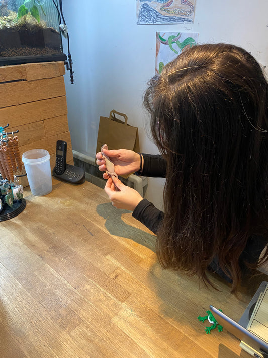 Reptile Heath Check- Grantham