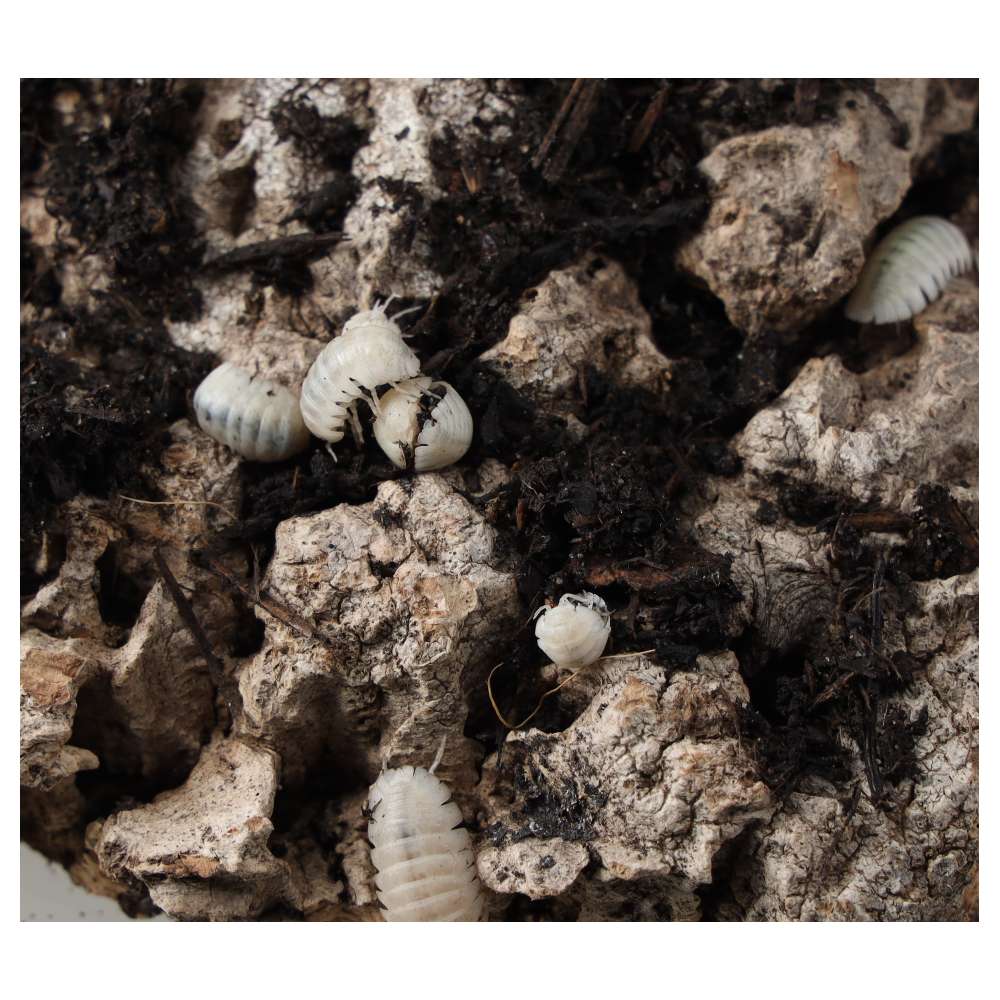 T-Albino Isopods Pre-pack