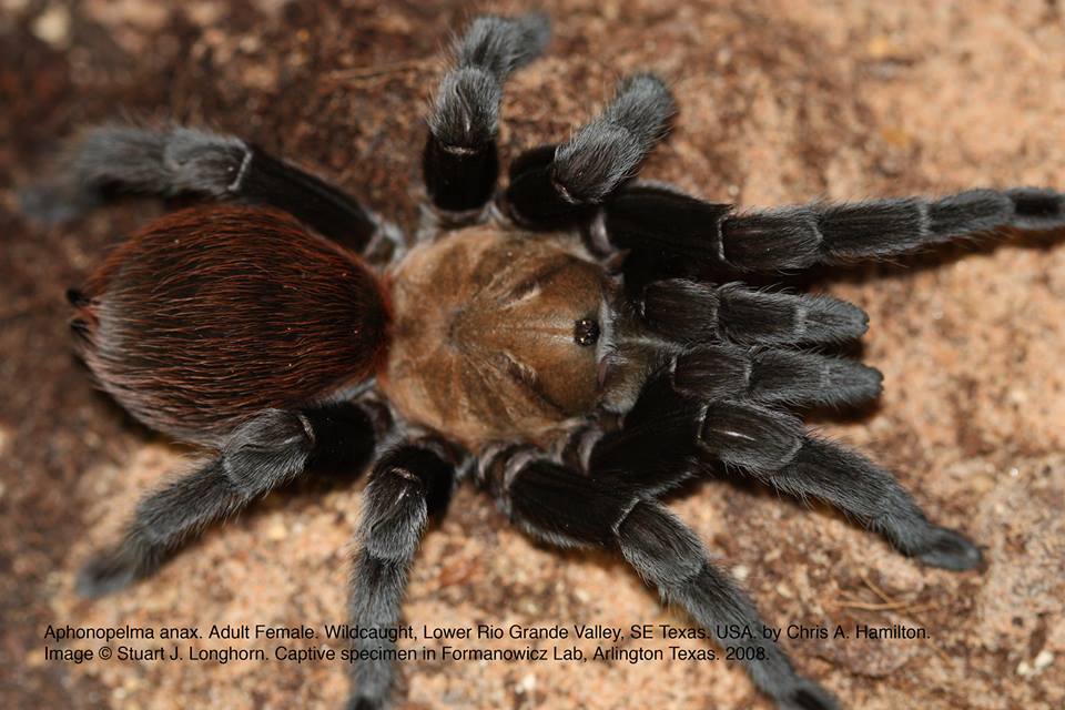 Aphonopelma anax Texas Tan