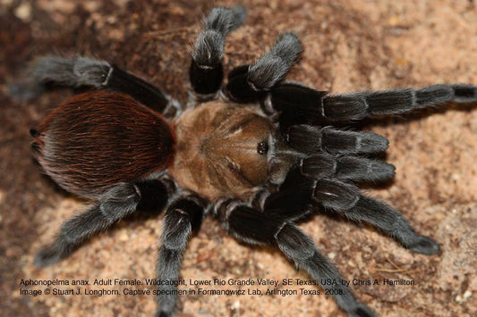 Aphonopelma anax Texas Tan