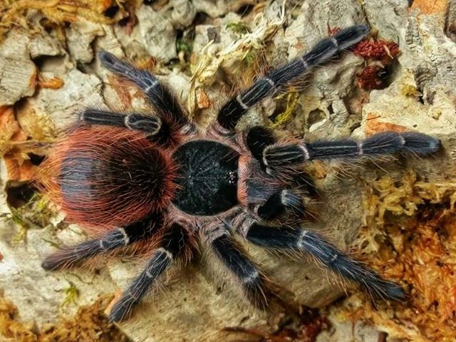 Acanthoscurria chacoana Bolivian Pink (1cm)