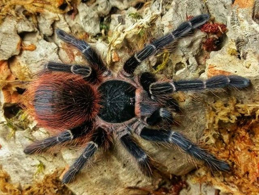 Acanthoscurria chacoana Bolivian Pink (1cm)