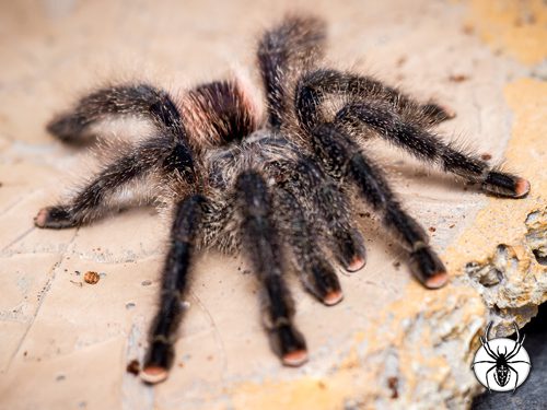 Avicularia juruensis Purple Pink Toe (5-6cm)