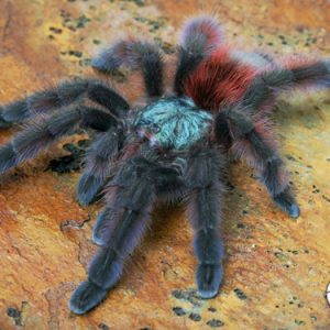 Caribena versicolor Martinique Pink Toe (1cm)